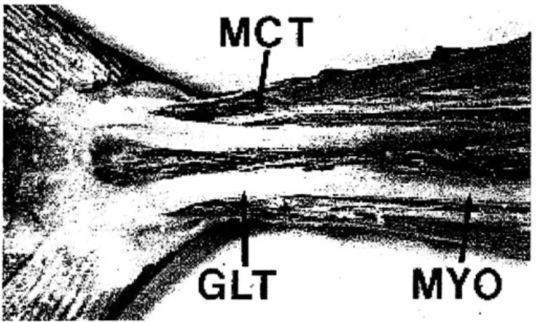 Figure  2-7:  Side  view  of the lateral  keel  section  in a real  tuna.  Courtesy of M.W.Westneat et  al.[11]  