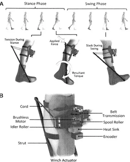 Figure  2-:(A)  The  movement  of the exoskeleton  at various  points  in the gait  cycle