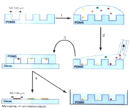 Figure  2-1:  Microengraving  technique:  schematic  diagram  depicting  method  for preparation  of  engraved  arrays  of  secreted  products  from  a  mixture  of  cells