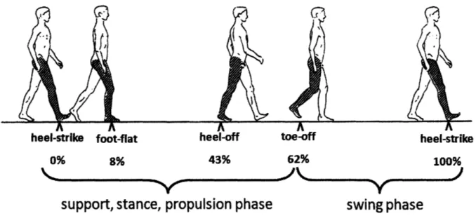 Figure  2  The normal gait cycle as defined by  heel strike of the right foot to  the following heel strike of the same foot