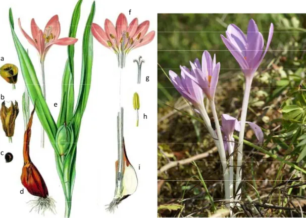 Figure 1 : représentation schématique et photographie du Colchique d’automne ; (a) coupe transversale du  fruit ; (b) fruit ; (c) graine ; (d) bulbe (cormus) ; (e) plante entière (feuilles et jeune fruit ou fleur) ; (f) fleur ; 