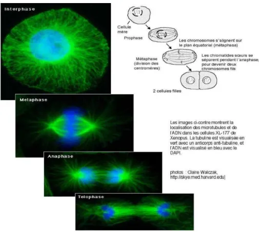 Figure 7 : La mitose et la tubuline constituant le fuseau mitotique (en vert) 56