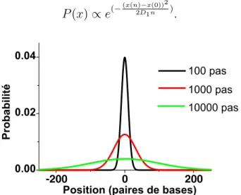 Fig. 1.8 – Distribution de la position sur l’ADN apr`es 100, 1000 et 10000 pas d’un mouvement de diffusion 1D (0 : position initiale).