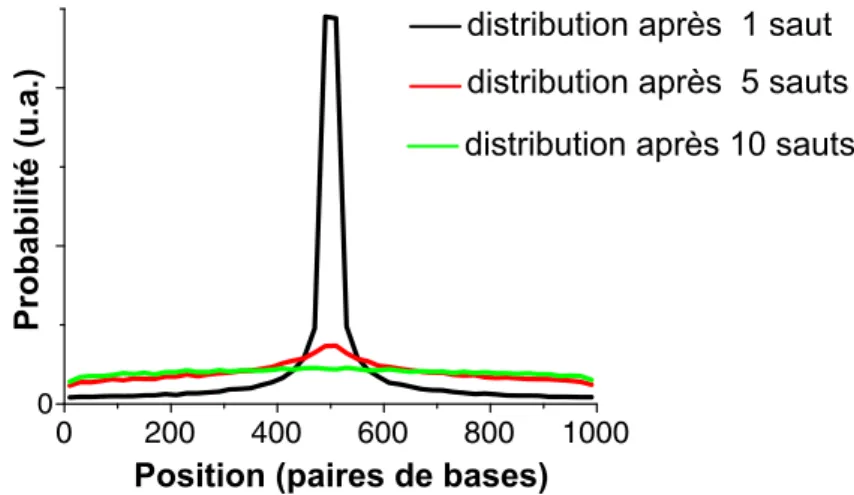 Fig. 1.10 – Distribution de la position de l’enzyme apr`es 1, 5 et 10 sauts (si- (si-mulations r´ealis´ees avec une mol´ecule d’ADN de 1000 paires de bases, enzyme initialement situ´ee au centre de la mol´ecule).