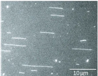 Fig. 2.11 – mol´ecules d’ADN ´etir´ees (zone ”large”).