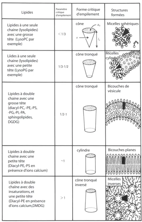 Fig. I.4 – Différentes structures obtenues en fonction de la forme des lipides. Le paramètre important est le rapport v