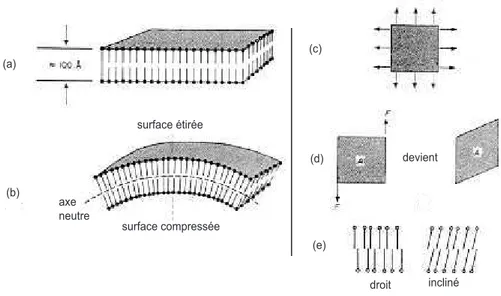 Fig. I.8 – Différents modes de déformation d’une membrane pris en compte dans le hamiltonien de Canham-Helfrich