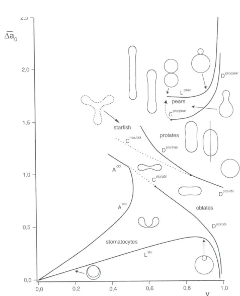 Fig. I.12 – Diagramme de phase des vésicule dans le modèle ADE (d’après [Döbereiner, 2000b])