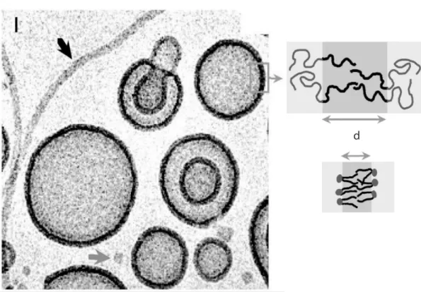 Fig. I.15 – A gauche : Polymersomes. Image en cryo-TEM d’une suspension de vésicules de OE-7 (t-butyl − [CH 2 − CH(C 2 H 5 )] 37 − [CH 2 − CH 2 − O] 40 − H)