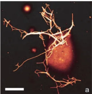 Fig. I.18 – Réseau de tubes de membranes vue en microscopie de fluorescence confo- confo-cale