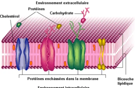 Figure   I-2. Représentation schématique d’une membrane biologique. La membrane est  constituée d’un double feuillet lipidique associé à des protéines