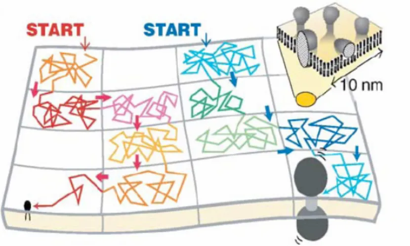 Figure   I-15. Modèle de compartimentalisation de la membrane plasmique. De petits  compartiments, dans lesquels protéines et lipides subissent une diffusion lente, s’étendent sur  toute la surface membranaire