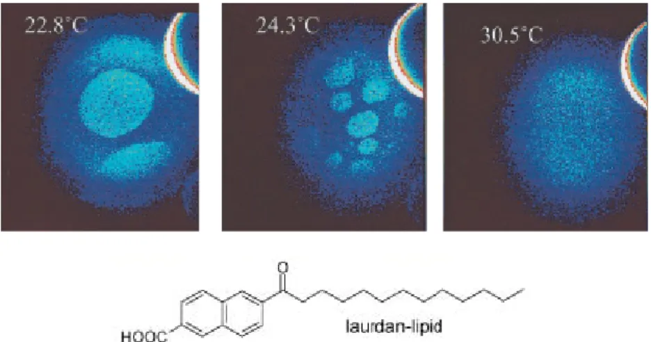 Figure  I-25. Formation de domaines dans des GUVs composées de DOPC/Chol/SM (1/1/1)  en fonction de la température