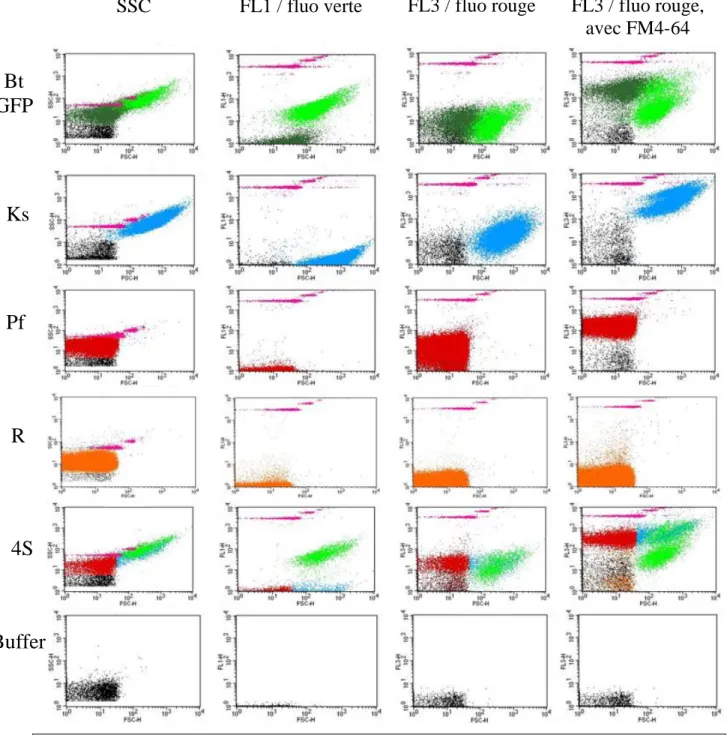 Fig. II.8. : Mosaïque d’acquisitions de cytométrie effectuées avec le FACS Calibur sur des échantillons  de biofilms 4S (1 ère  ligne) et mono-espèces de Bt-GFP, de Ks, de Pf, de R et de buffer de dilution des  échantillons (de la 2 ème  à la 6 ème  ligne 