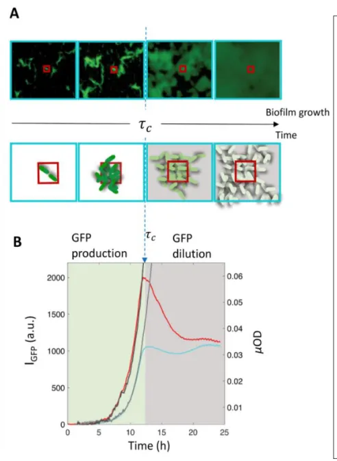 Figure  3:  Biofilm  growth  kinetics displays a critical point  where  fluorescent  protein  production stops