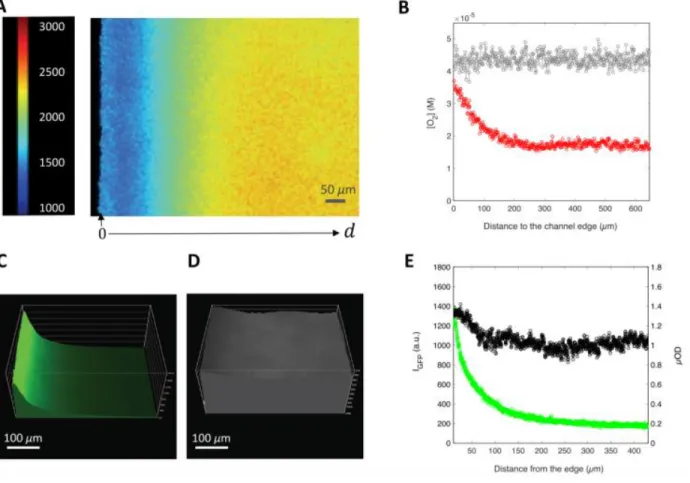 Figure 4: Within the living biofilm, the steep lateral gradient of GFP fluorescence matches the lateral gradient of  oxygen concentration