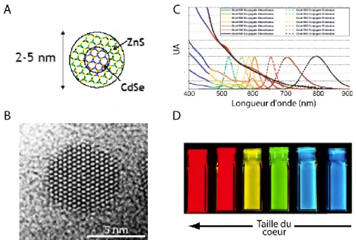 Fig. 2.2 – Schéma d’un nanocristal de CdSe (A). Image en microscopie électronique d’un nanocristal de CdSe (B, image du groupe de P
