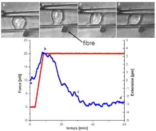 Figure 8 : Expérience de mesure de l’extension d’une cellule à force constante. La force est en rouge et  l’extension en bleue