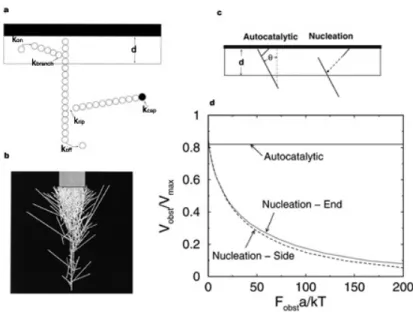 Figure I.18 : Croissance de réseaux branchés simulation (a-b) et modélisation (c-d) a: schéma de la simulation