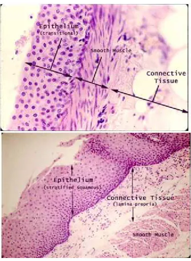 Figure 1.1 : Coupes transversales de la paroi de la vessie en haut et de la paroi de l’œsophage en bas