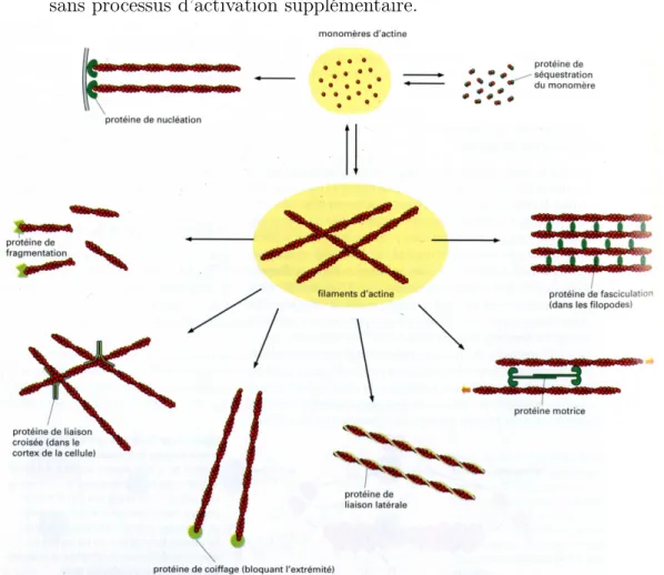 Fig. I.11: Principales classes de protéines liant l’actine présentes dans les cellules des vertébrés (d’après [Alberts et al., 2002]).