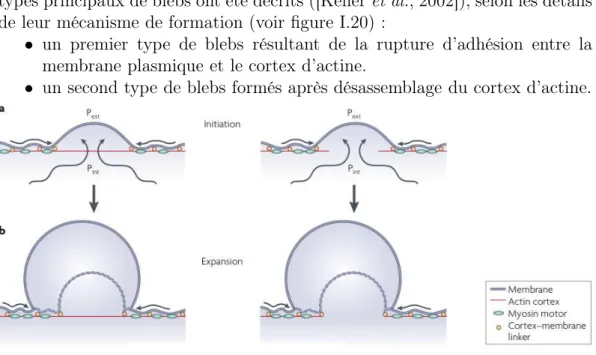 Fig. I.20: Les deux processus permettant de former un bleb : resp. par disjonction cytosquelette membrane et désassemblage du cortex (extrait de [Charras and Paluch, 2008]).