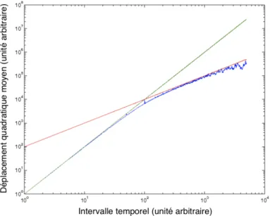 Fig. II.10: En bleu : déplacement quadratique moyen pour une marche aléatoire simulée avec des changements de direction tous les 100 pas de temps (vitesse : 1 pas d’espace par unité de temps) ; en vert : mouvement dirigé (donc d’exposant 2) ; en rouge : co
