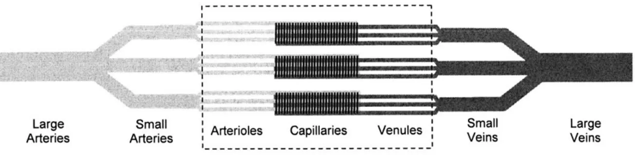 Figure  1.1  The  microcirculation in  the  context  of  the entire circulation.