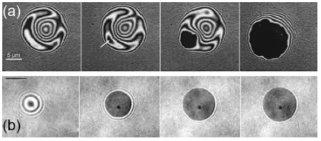 Fig. 3.5 – Images en RICM de la cinétique d’éta- d’éta-lement de vésicules lipidiques extraits des travaux de Boulbitch et al