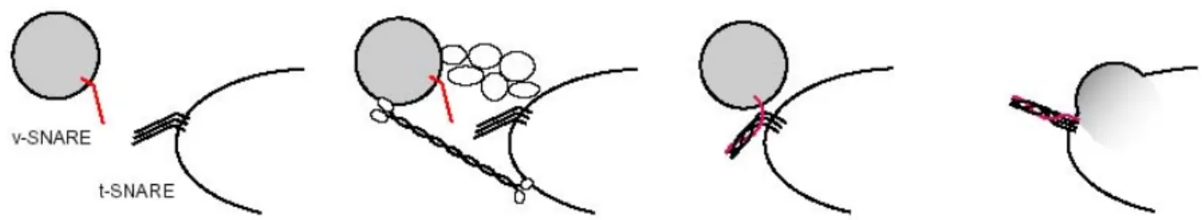 Figure  3.  L’arrimage  des  vésicules  à  leur  membrane-cible  est  assuré  par  des  facteurs  d’arrimage,  et  favorise l’étape suivante d’amarrage effectuée par les SNAREs (Whyte et Munro 2002).