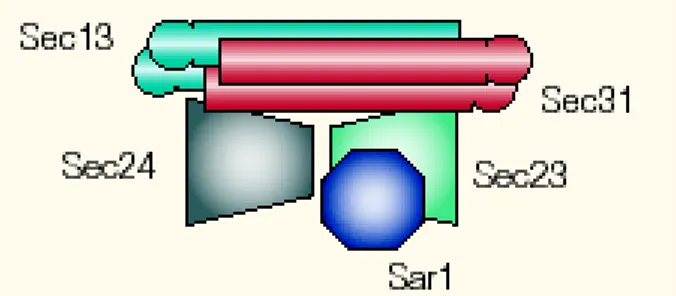 Figure 4. Manteau COPII. La GTPase Sar1 liée au GTP recrute le manteau COPII formé de deux hétérodimères, Sec13-31 et Sec23-24.
