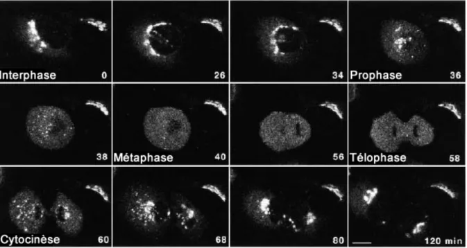 Figure  9.  Dynamique  des  membranes  golgiennes  in  vivo  lors  de  la  mitose  (Zaal  et  al