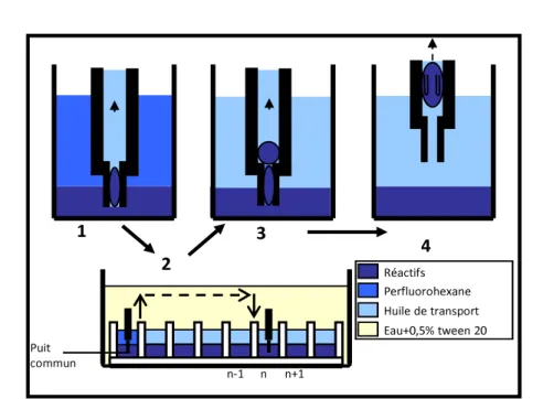Fig. 2.9 – Microplaque 96 puits utilisée pour l’injection automatisée des micro- micro-gouttes, et séquence d’injection telle que décrite dans le texte, avec une pointe  d’in-jection évasée.