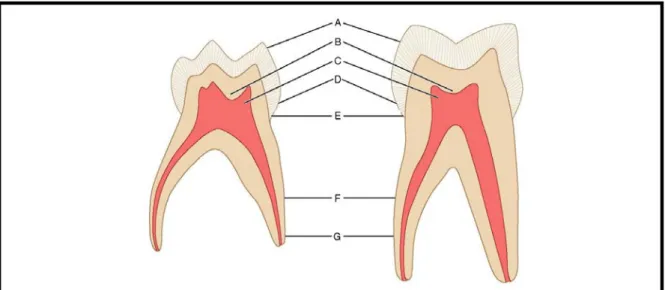 Figure 18  : Coupes d’une molaire temporaire et d’une molaire permanente D’après Ingle et al
