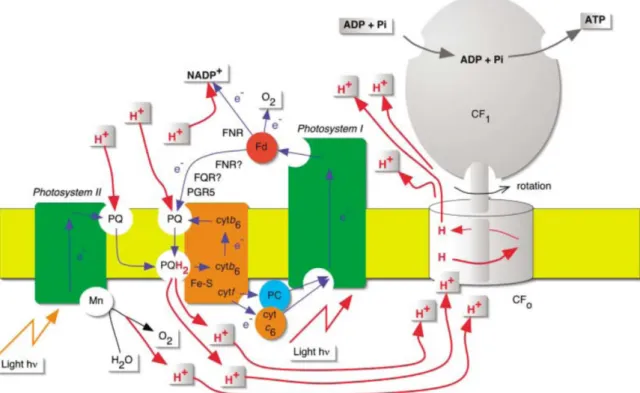 Figure 8 : Schématisation du transfert d’électron linaire et cyclique après illumination et  absorption des photons par les antennes (tracé éclair orange et rouge), tracé en bleu, à 