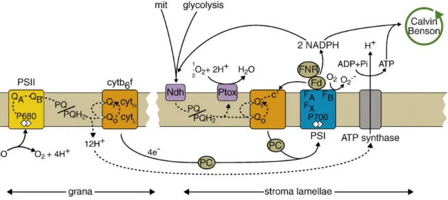 Figure 15 : Chemins de transport des électrons à travers les membranes thylacoïdales dans  les régions granaires et lamellaires, chez les plantes, (Rochaix