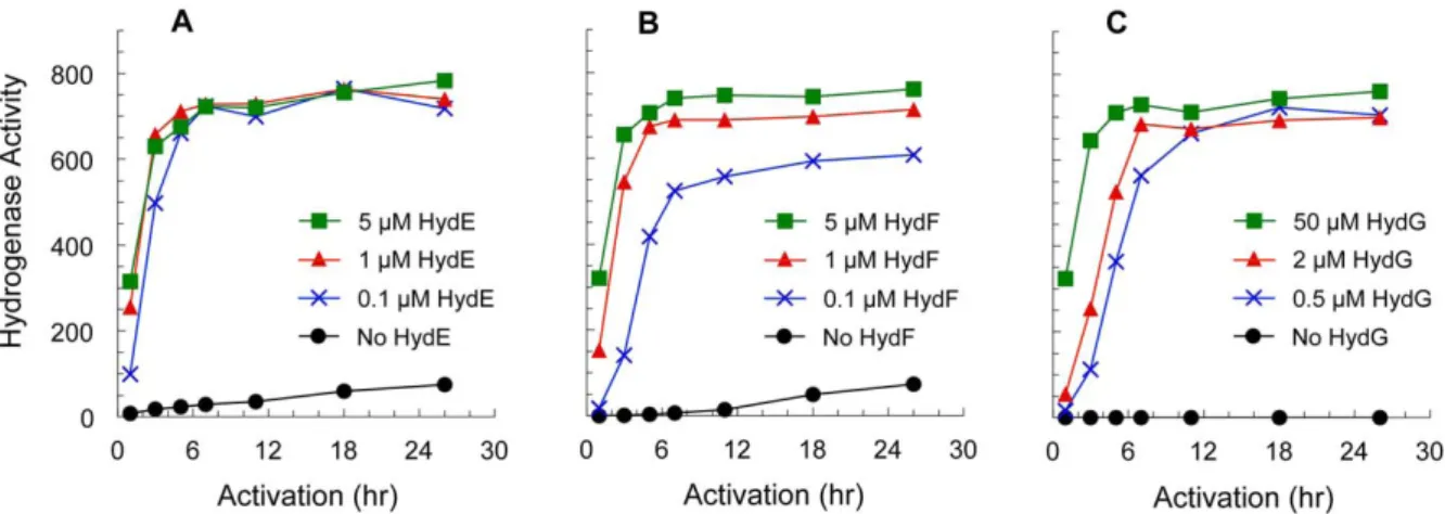 Figure 5 : Mesures de l’activité de l’hydrogénase selon présence ou absence des maturases, in  vitro, HydE (A), HydF (B) et HydG (C) en fonction du temps d’incubation anoxique 