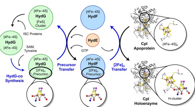 Figure 6 : Model d’assemblage des trois maturases de l’hydrogénase : HydG, E et F,  (Kuchenreuther, Britt et al