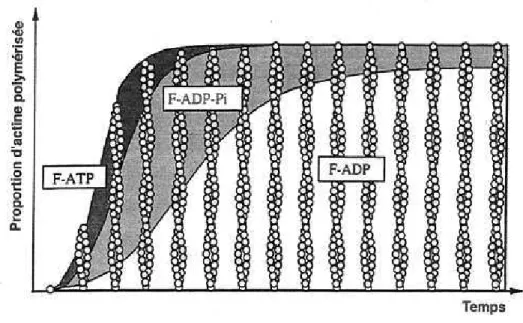 Fig. I.5: Composition d’un filament d’actine au cours de sa polymérisation [Carlier, 1991]