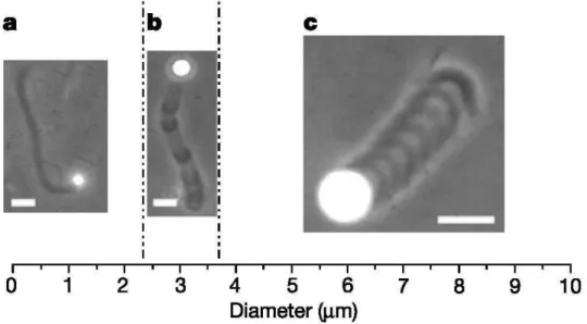 Fig. I.32: Différents régimes de propulsion suivant la taille des billes [Bernheim, 2002]