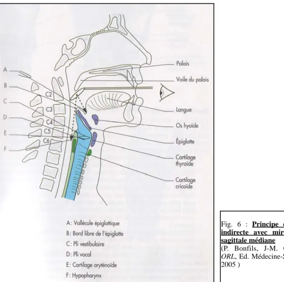 Fig.  6  :  Principe  de  la  laryngoscopie  indirecte  avec  miroir  de  Clar,  coupe  sagittale médiane 