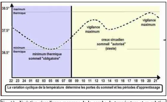 Fig.  13  :  Variation  circadienne  moyenne  de  la  courbe  de  température  et  sa  relation  avec le sommeil (d’après Benoit, 1981)