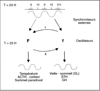 Fig. 15 : Schéma du système  circadien avec deux  oscillateurs fort  (F)  et  faible  (f),  couplés  entre  eux  et  tout  deux   soumis  aux  influences des synchronisateurs habituels