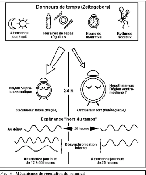 Fig. 16 : Mécanismes de régulation du sommeil  (source internet : http://sommeil.univ-lyon1.fr)