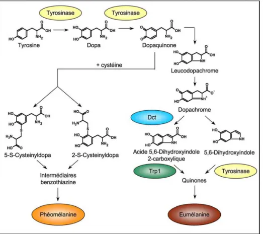 Figure 3. Voies de synthèse de la mélanine. 