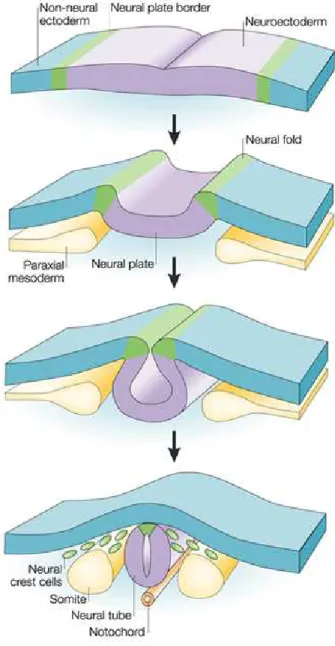 Figure 4. Formation du tube neural  (Gammill and Bronner-Fraser, 2003) 
