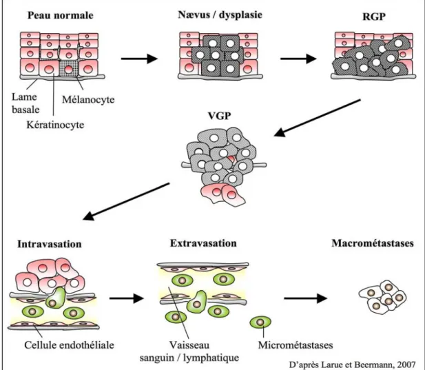 Figure 7. Schéma général de transformation des mélanocytes en mélanome. 