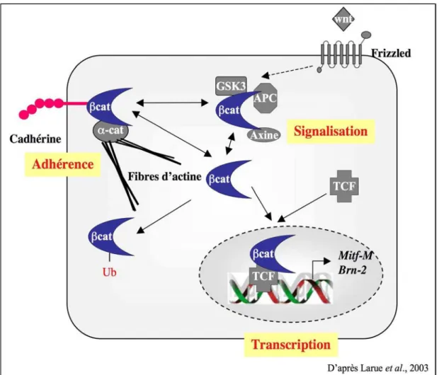 Figure 11. Multilocalisation et multifonctionnalité de β-caténine. 