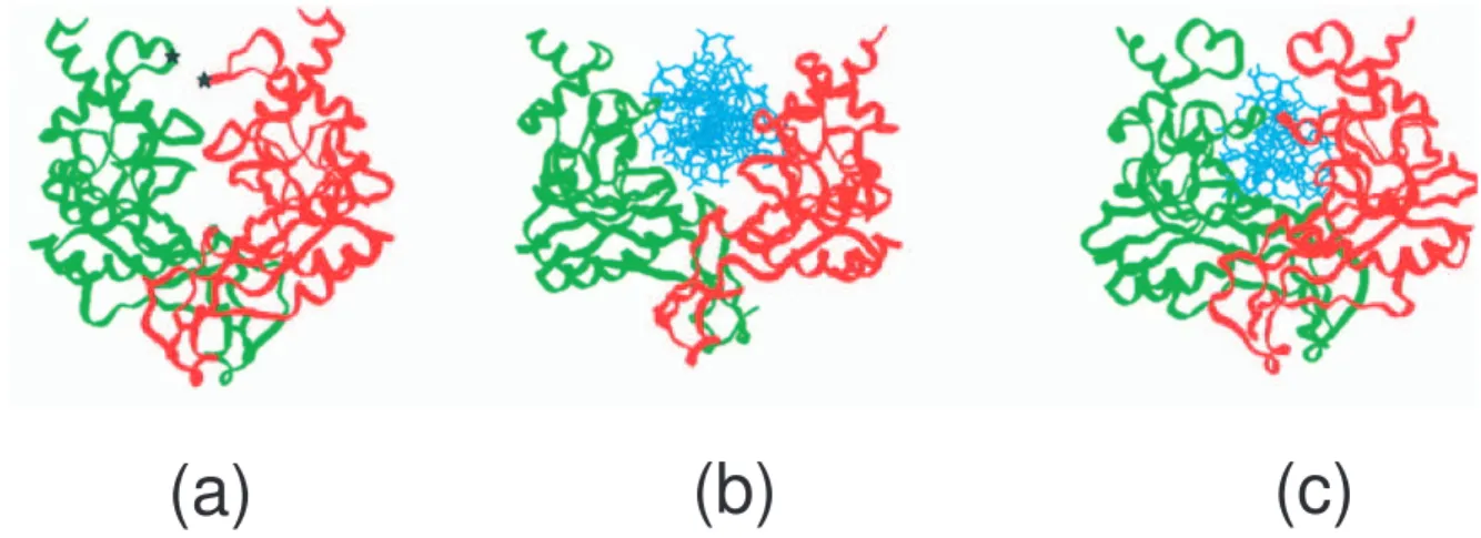 Figure I.4: Site de restriction de l’enzyme EcoRV. L’enzyme reconnait la s´equence palin- palin-dromique GATATC et coupe en son milieu (trait vert).