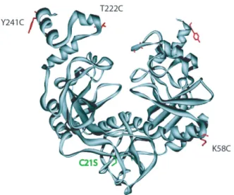 Figure II.9: Les deux mutations effectu´ees sur EcoRV par W. Wende (groupe d’A. Pin- Pin-goud) : C21S et selon l’´echantillon K58C, T222C et Y241C.